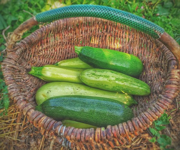 Comment reconnaître des courgettes prêtes à être récoltées ?
