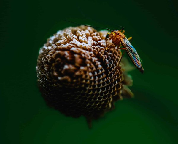 Les secrets surprenants des techniques ancestrales de lames pliantes" "Comment choisir un couteau de poche parfait : Astuces et critères essentiels" "Spécial couteaux de poche : Les matériaux et designs les plus innovants à découvrir" "Les couteaux de poc