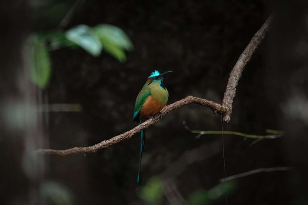 Le guide complet pour choisir votre fouet professionnel